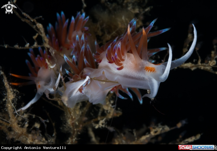 A Cratena nudibranch 