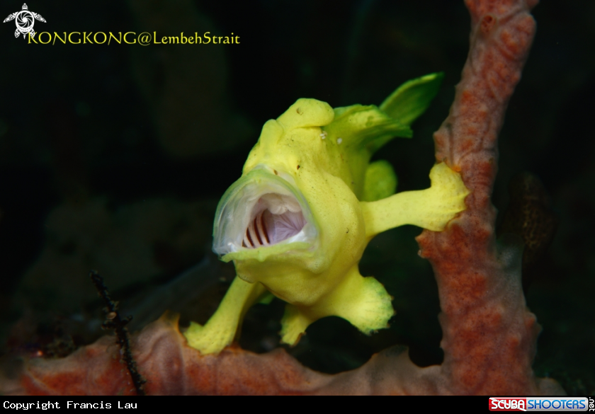 A Yellow Frogfish