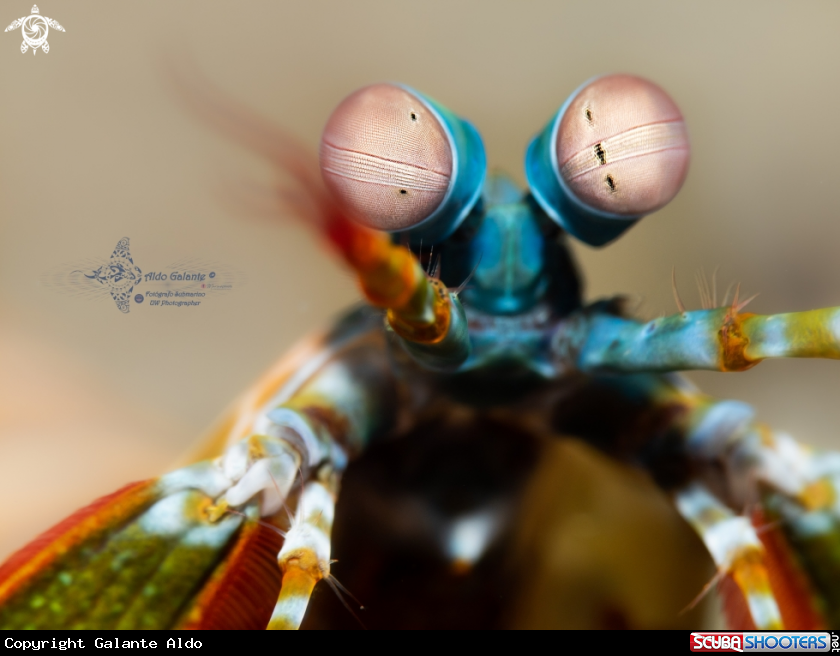 A Mantis Shrimp