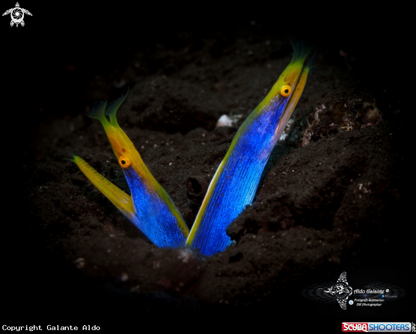 A Male Phase Blue Ribbon Eel