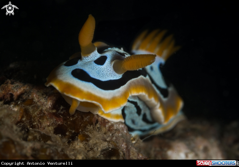 A Quadricolor nudibranch