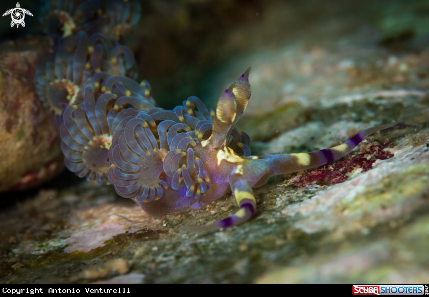 A Pteraeolidia semperi nudibranch