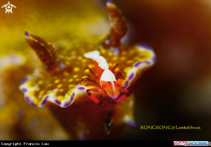 A Emporior shrimp on a big nudibranch, Ceratosoma tenue Abraham