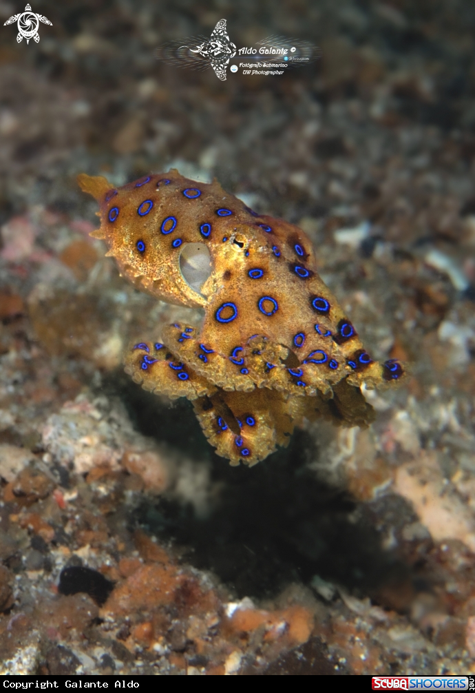 A Blue Ring Octopus 