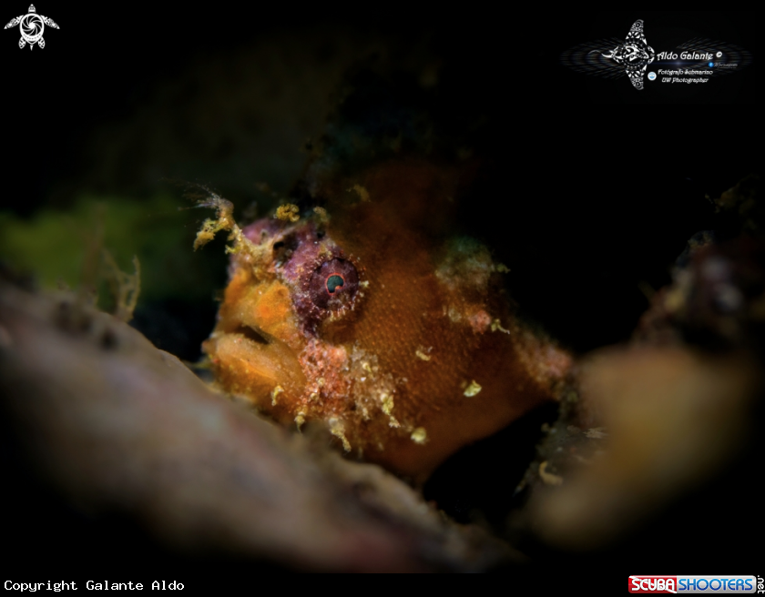 A Frogfish