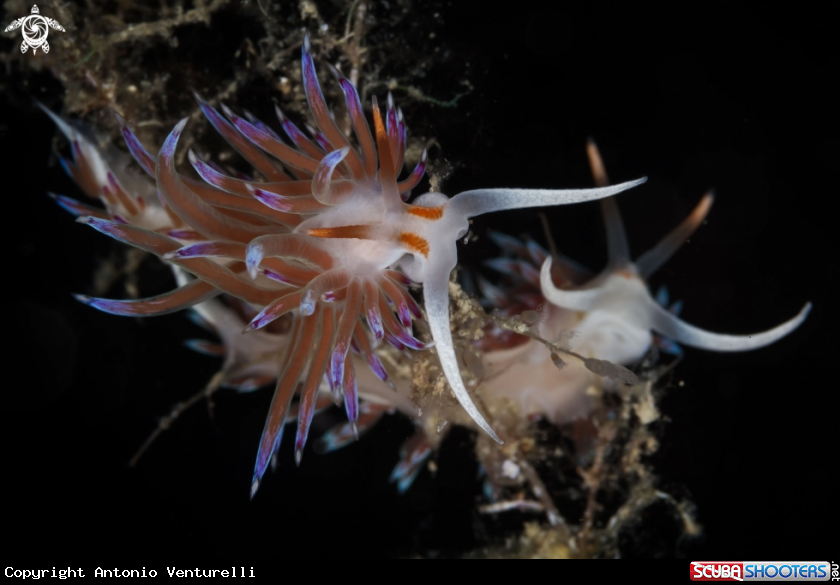 A Cratena nudibranch 