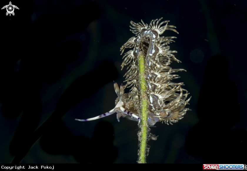 A Pteraeolidia semperi complex