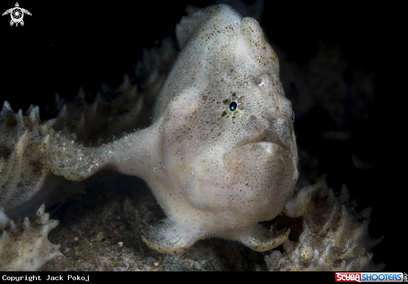 A Striped Frogfish