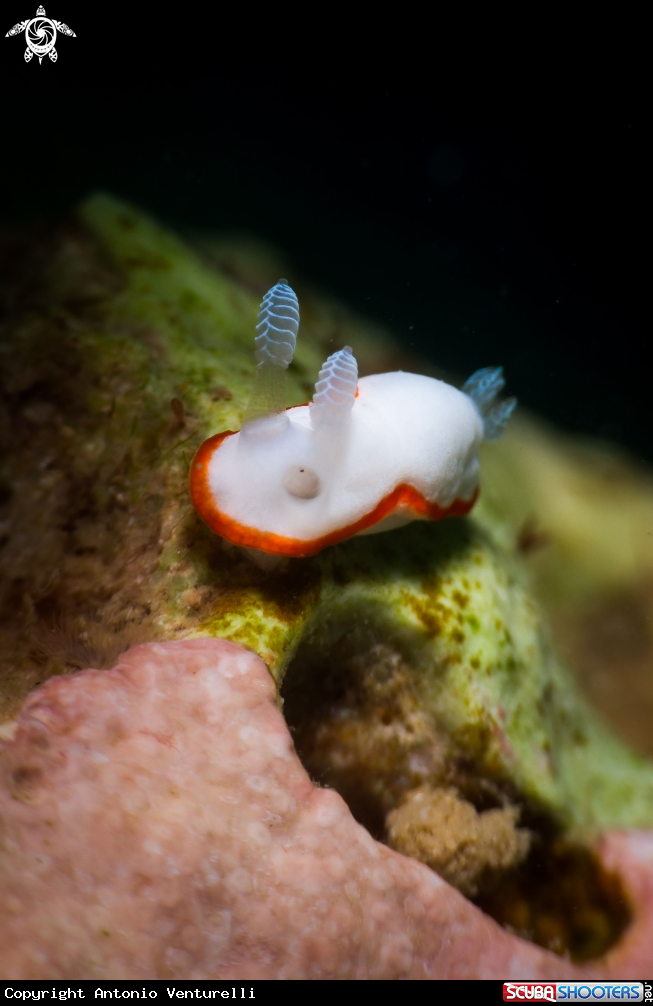 A Goniobranchus albonares nudibranch