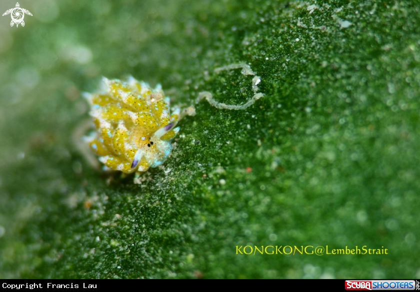 A Shaun the sheep nudibranch (Costasiella kuroshimae)