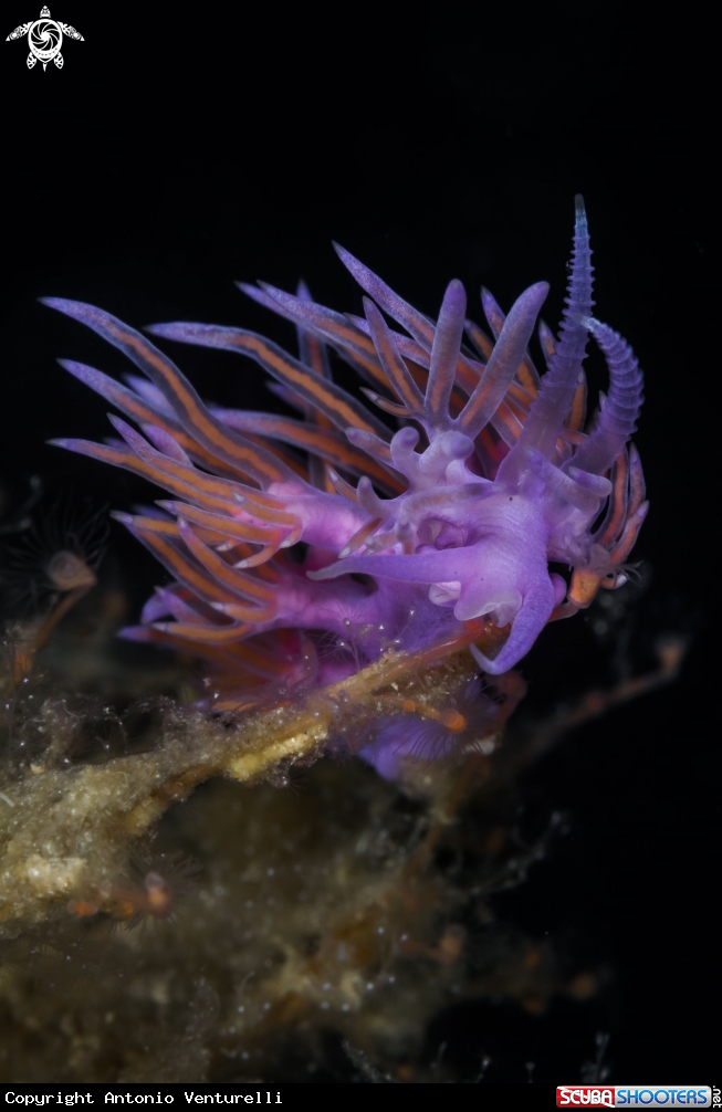 A Flabellina nudibranch