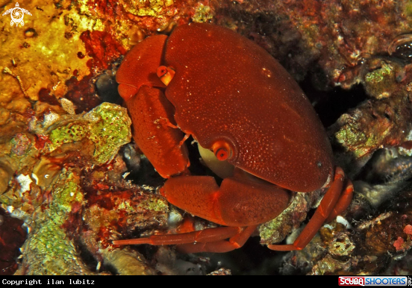 A Crab