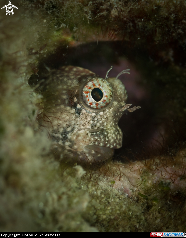 A Andaman gobi fish