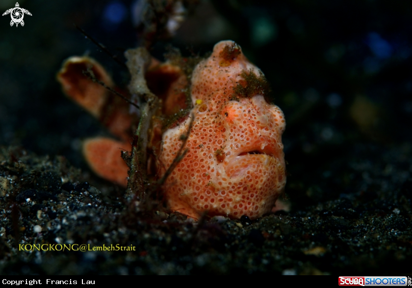 A Giant Frogfish