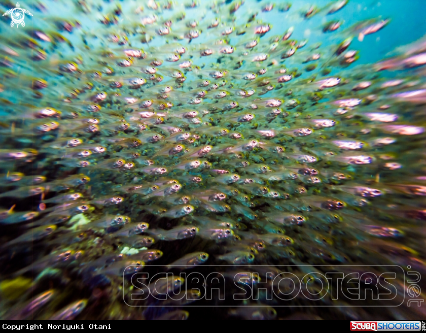 A Cardinalfishes