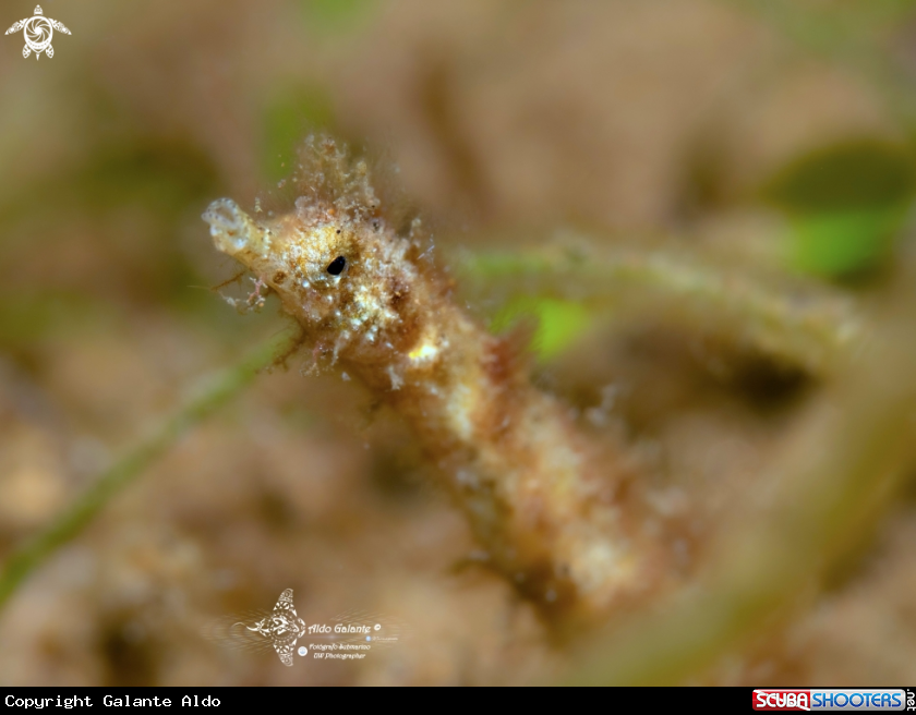 A Shortpouch Pygmy Pipehorse - max. length of 6 cm/ 2.4 in. 