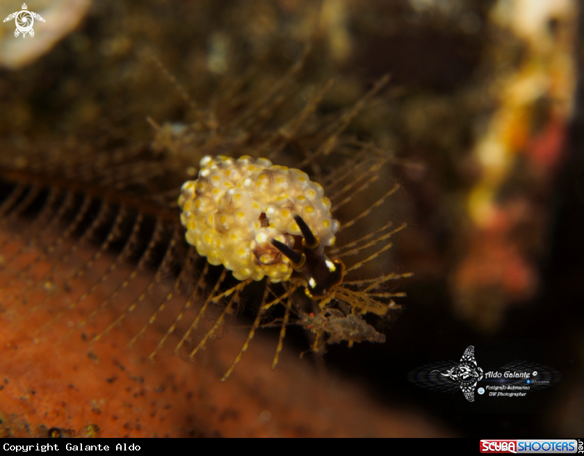 A Doto Sea Slug & Skeleton Shrimp