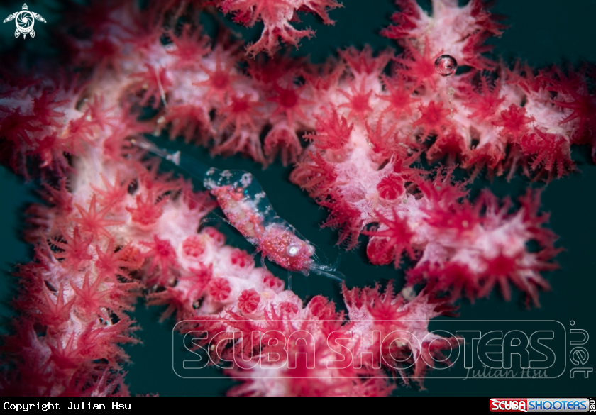 A Gorgonian Shrimp