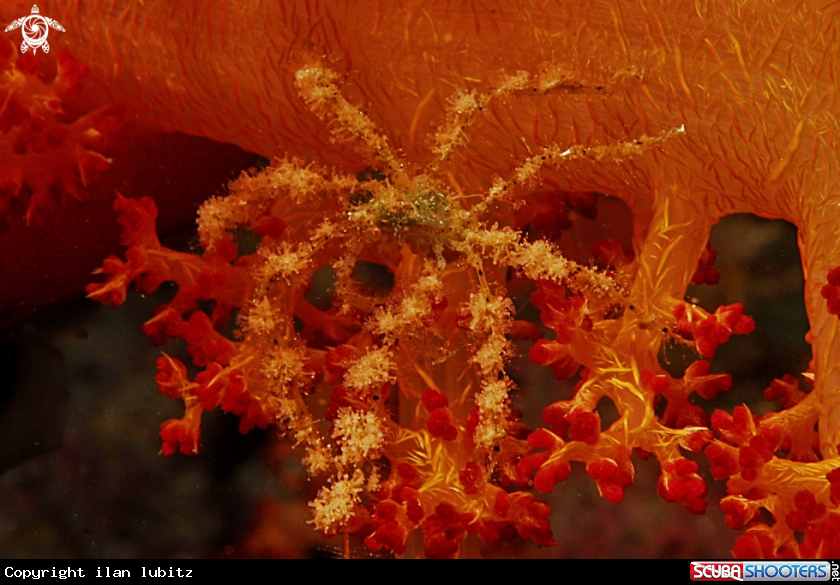 A spider crab