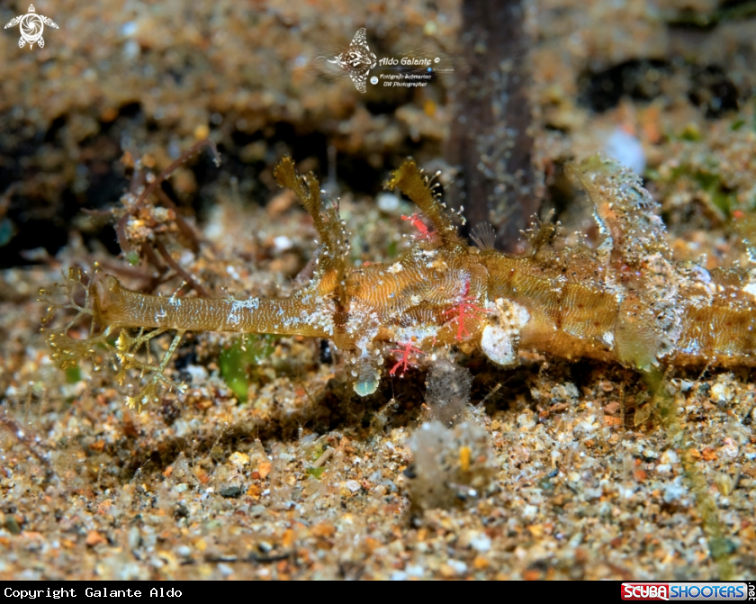 A Ornate Pipe Fish