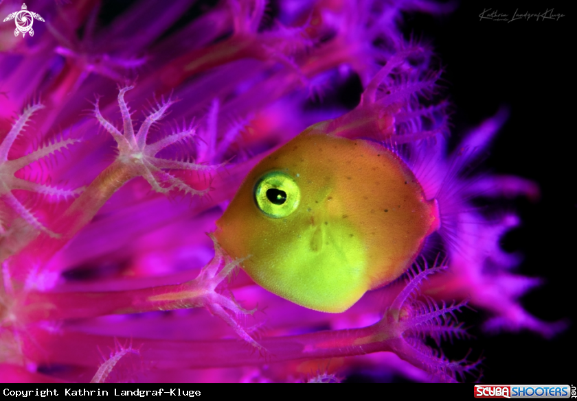 A Juvenile Puffer Filefish 