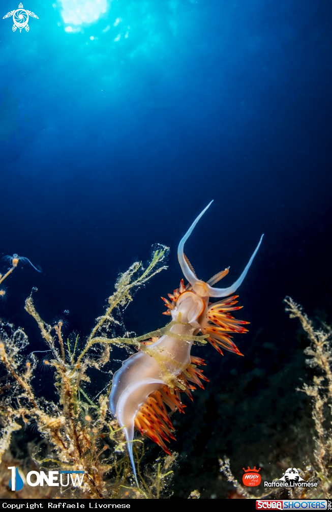 A Dondice banyulensis