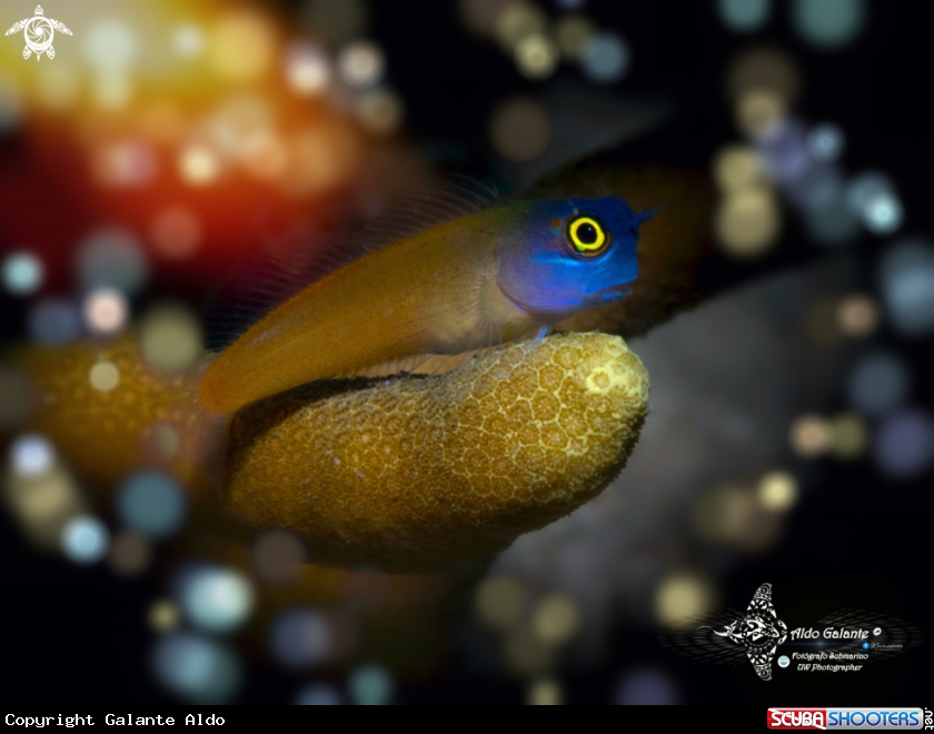 A Blue Face Blenny