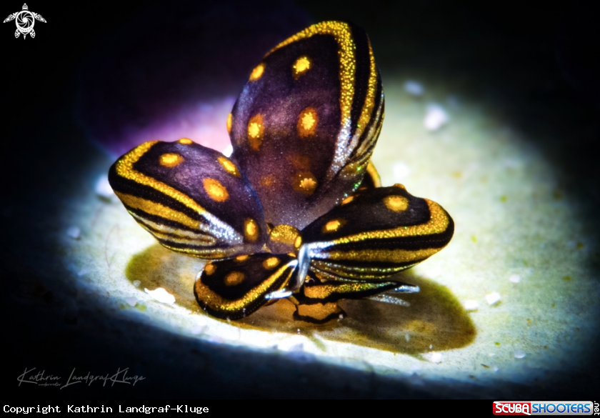 A Butterfly Sea Slug 