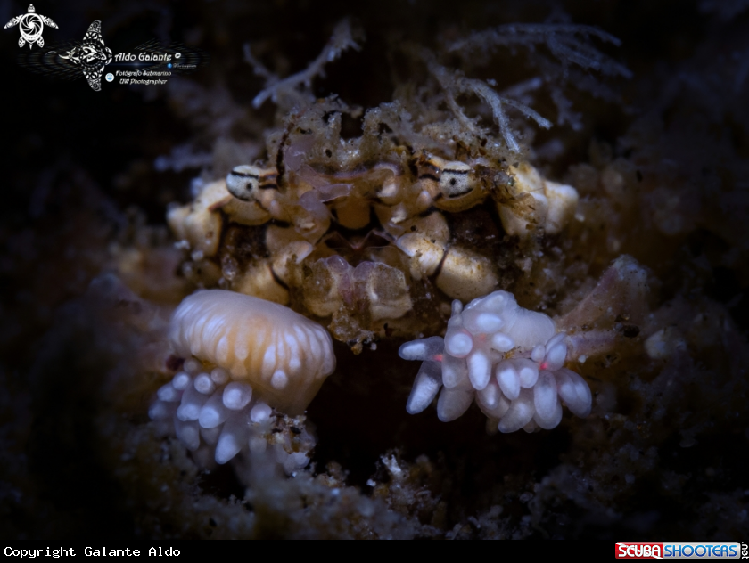 A Decorator Boxer Crab (Crab size:10-15 mm/0.40-0.59 inch.)