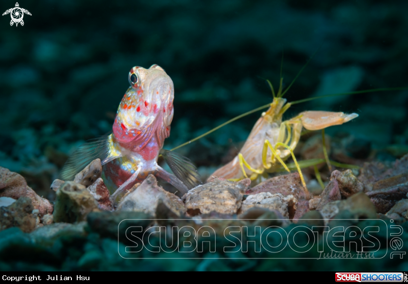 A Goby & Pistol Shrimp