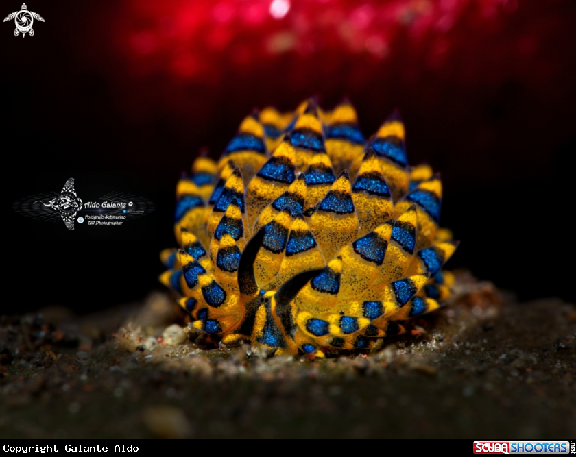 A Costasiella Sea Slug