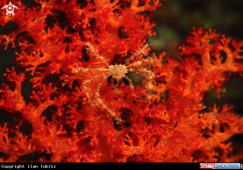 A spider crab