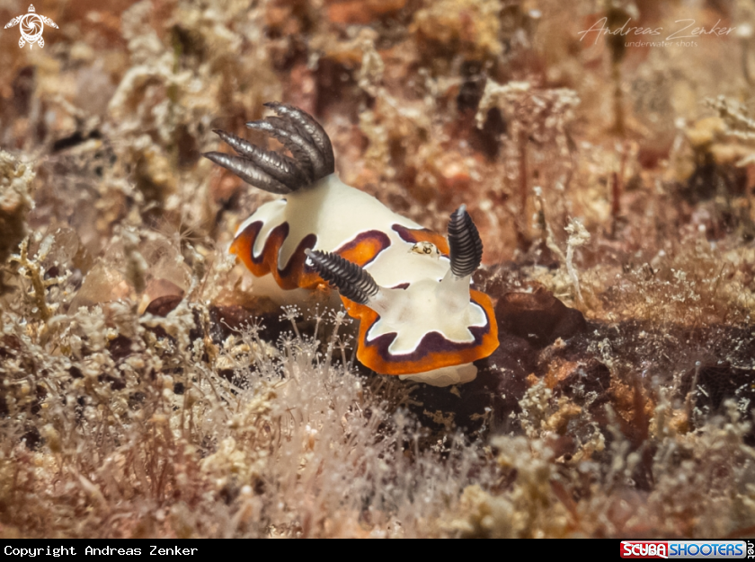 A Reliable Nudibranch