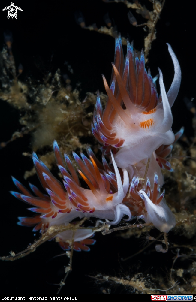 A Cratena nudibranch