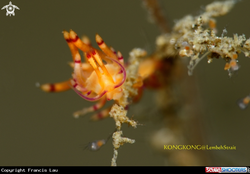 A Nudibranch (Flabellina)