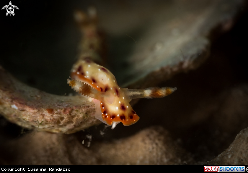 A Hypselodoris maculosa nudibranch 