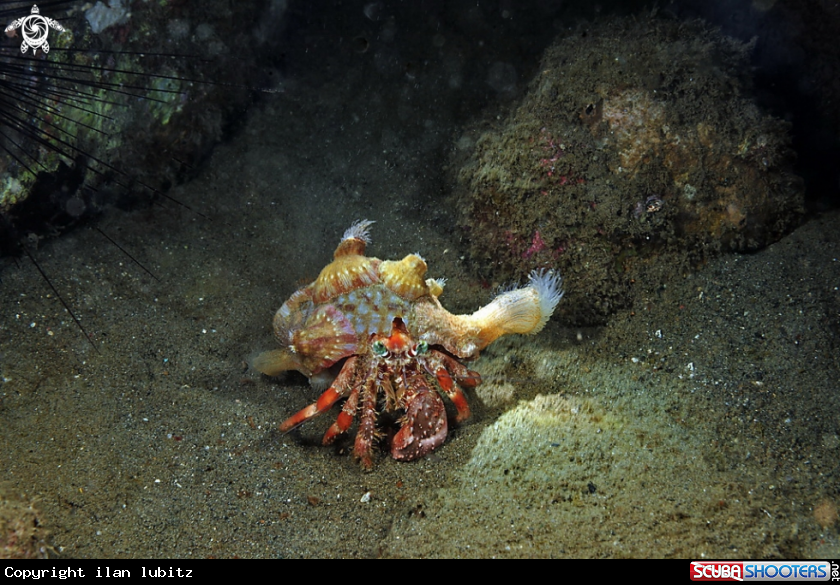 A hermit crab