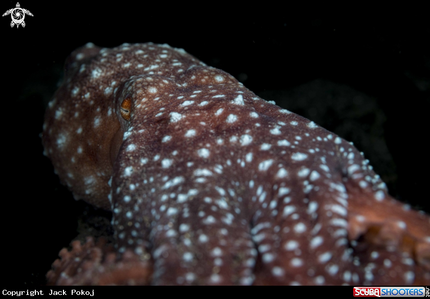 A Stary Night Octopus