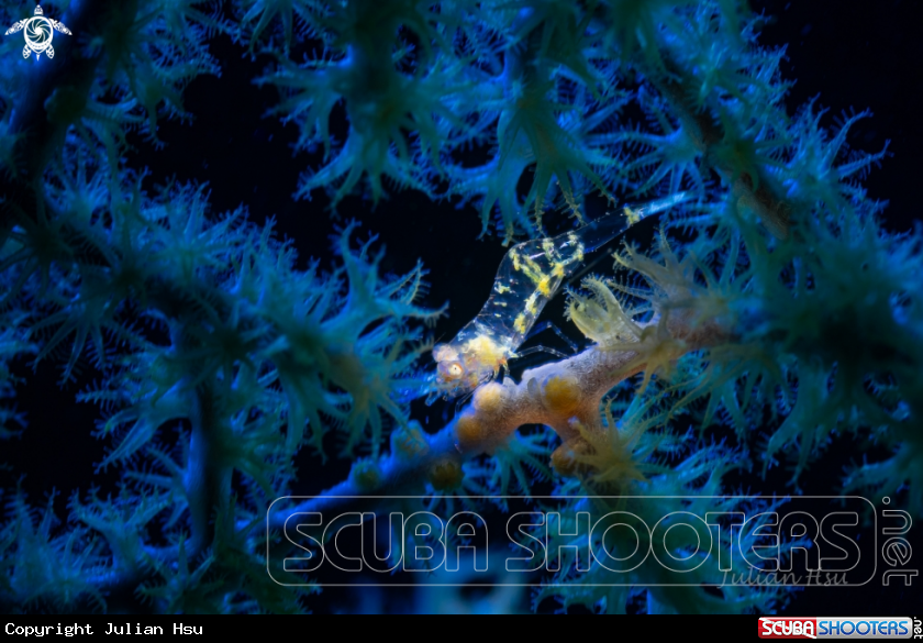 A Gorgonian Shrimp