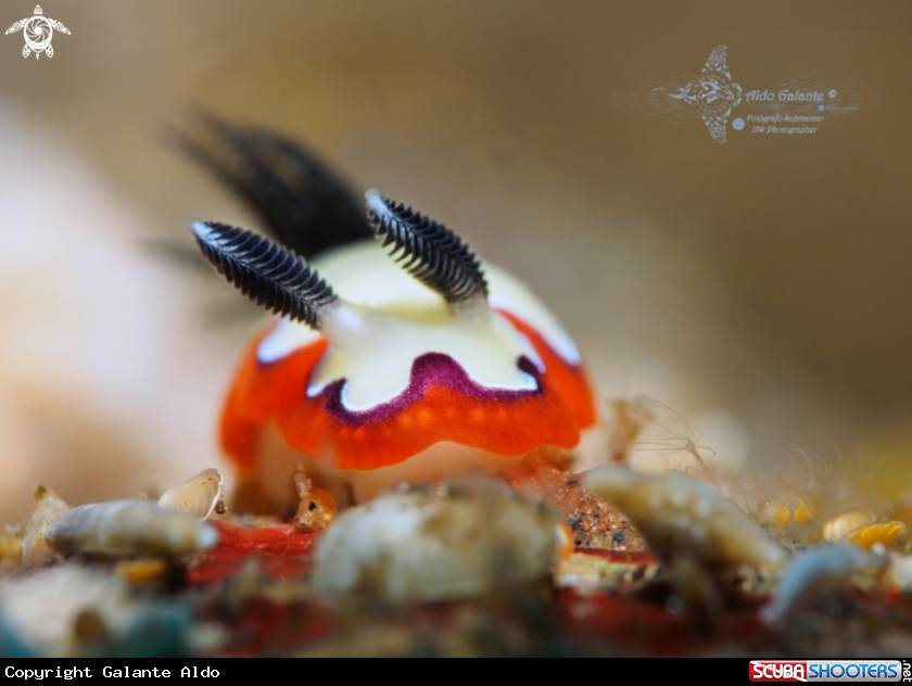 A Goniobranchus Nudibranch