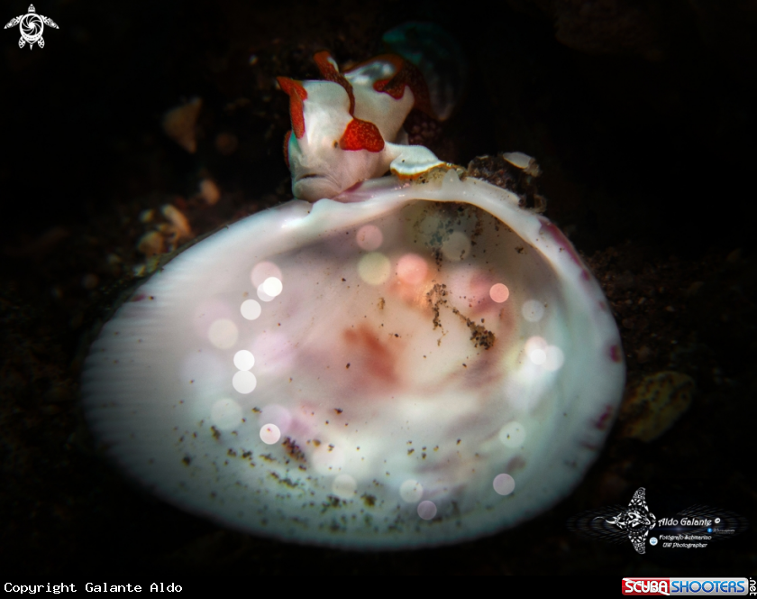 A Tiny Warty Frogfish 