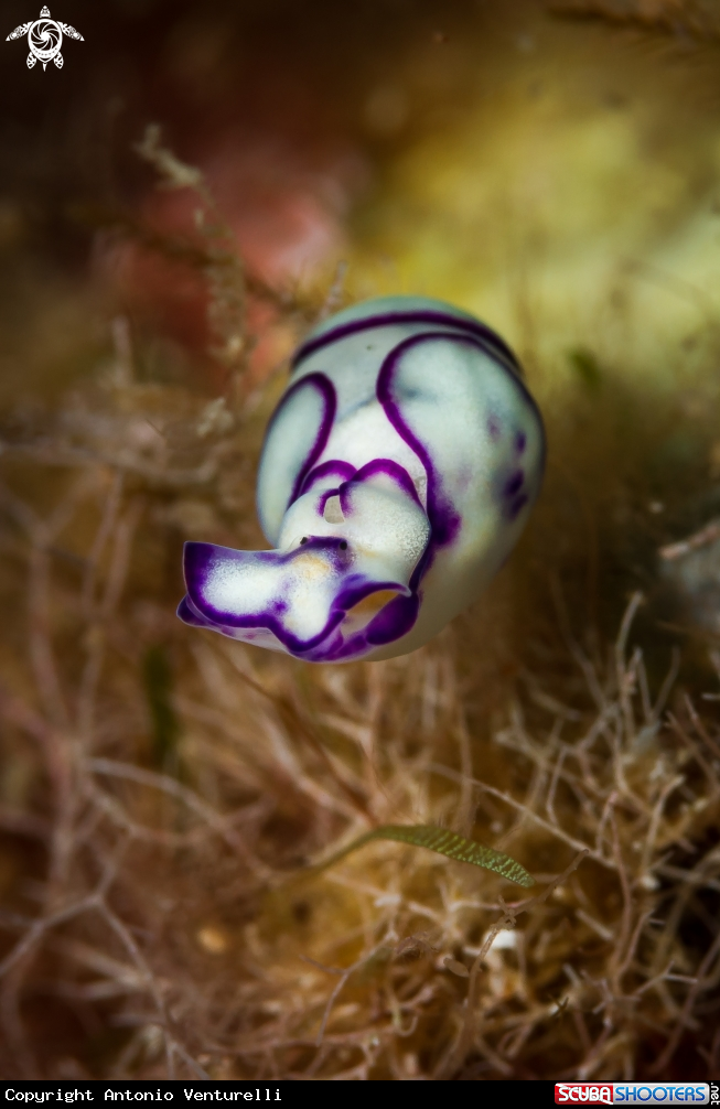 A Lamprohaminoea ovalis