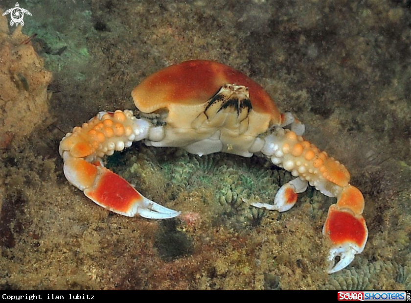 A porcelain crab