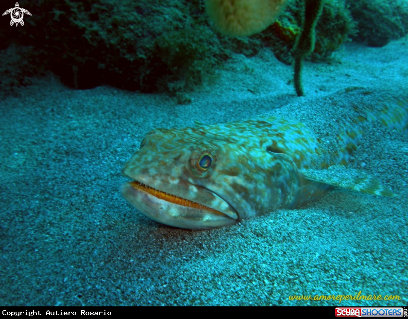 A Pesce lucertola