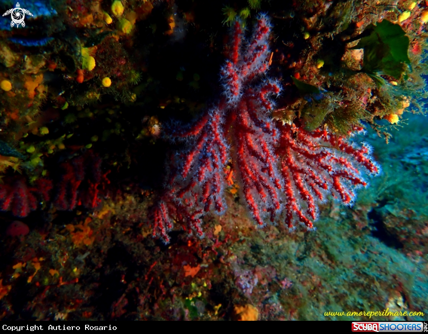 A Corallo rosso