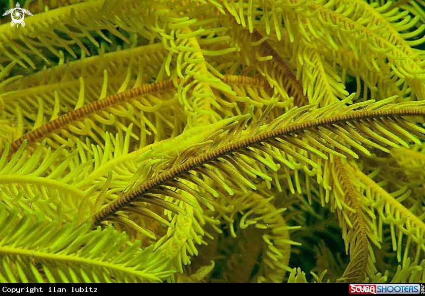 A Crinoid Shrimp