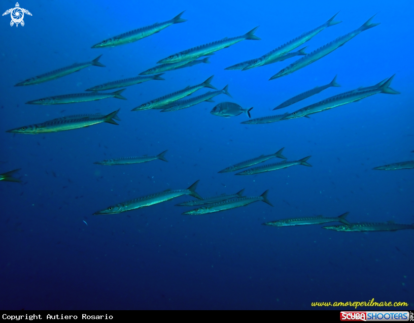 A Barracuda boccagialla o barracuda mediterraneo