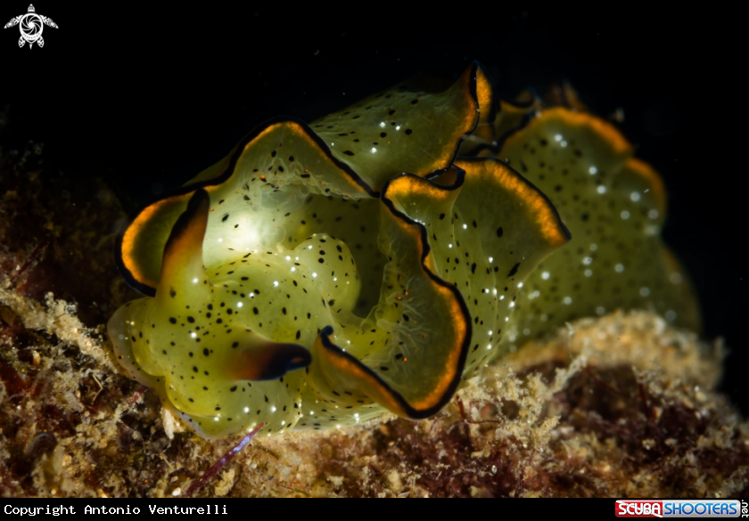 A Elysa ornata nudibranch