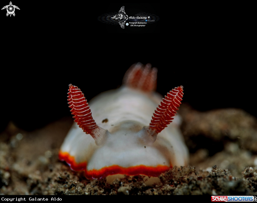 A Goniobranchus Nudibranch.