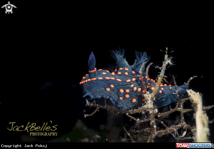 A Nembrotha sp